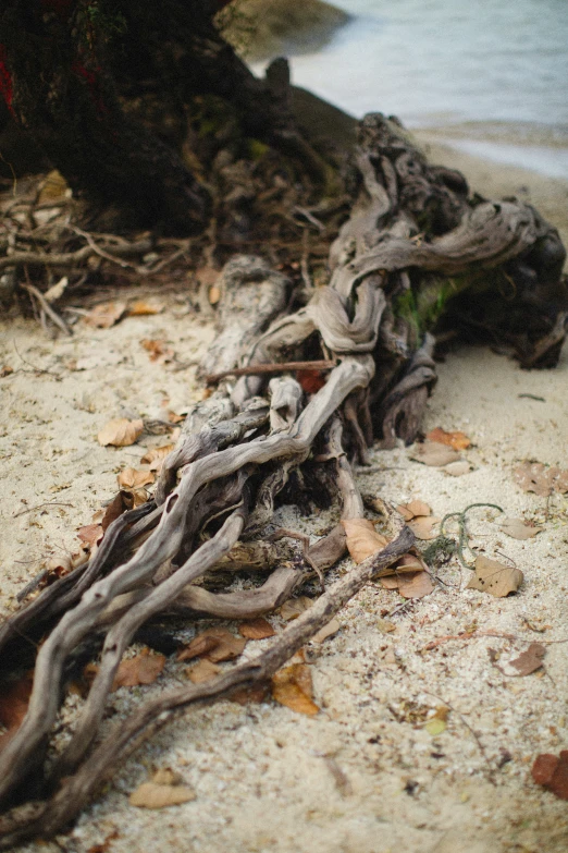 nches growing through the sand on a beach