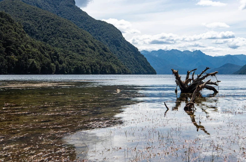 some kind of old tree sticking out in the water