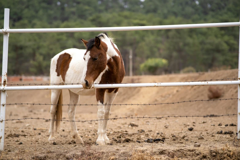 a brown and white horse standing behind a white fence