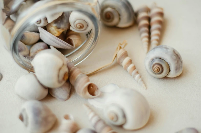 a jar full of shells that are laying next to each other