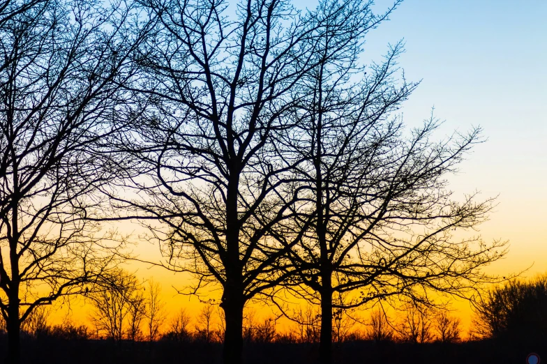 a field with a couple of tall trees next to a bench