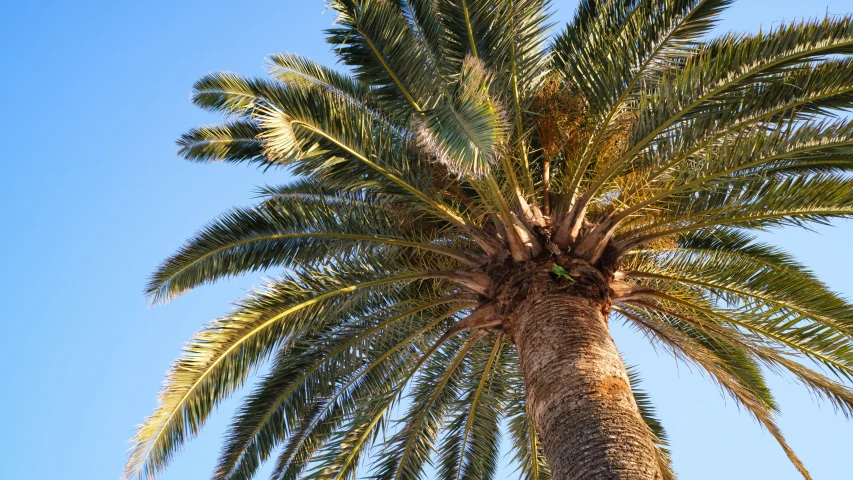 a tree with a large trunk and leaves growing in it