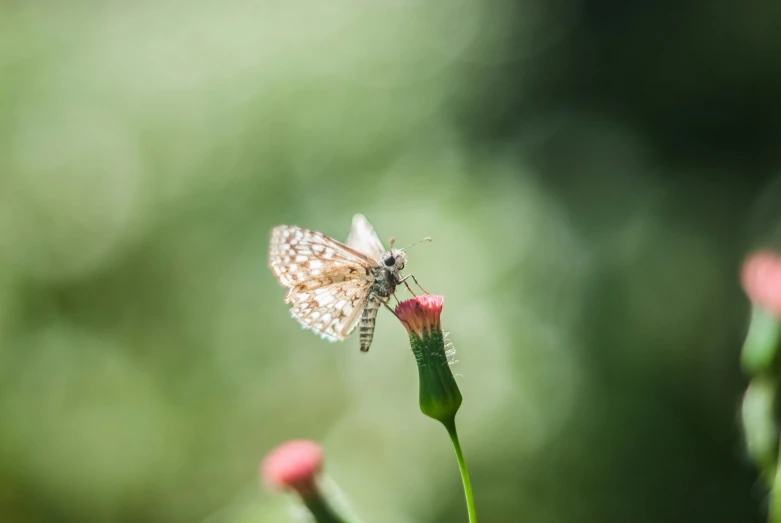 a small insect that is on a flower