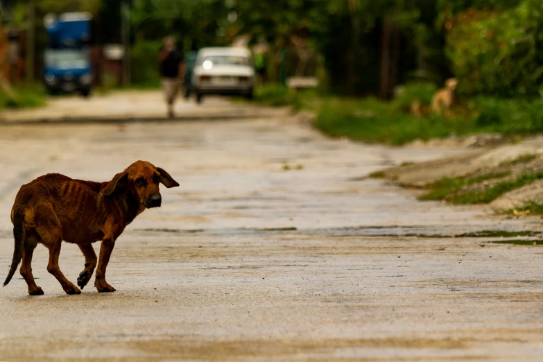 a dog is crossing the road in the countryside