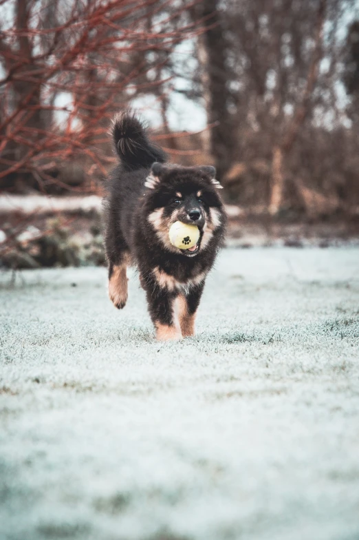 a dog with a yellow frisbee in its mouth running through snow