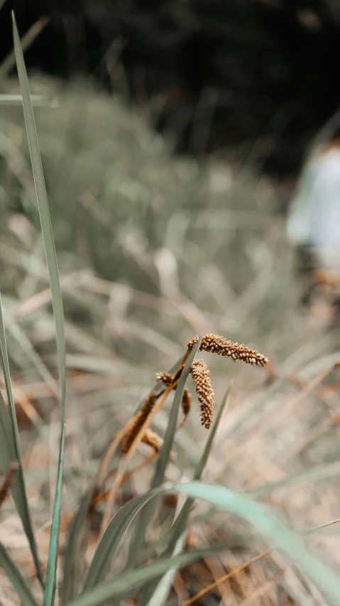 a green plant that is sitting in some grass