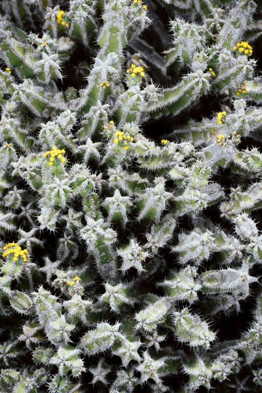 small plants with little yellow flowers growing near each other