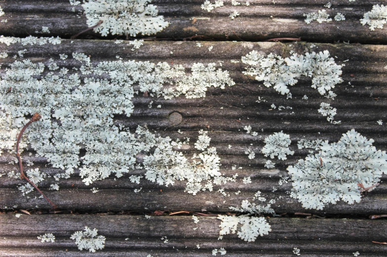 snow covered wood with small moss growing on it