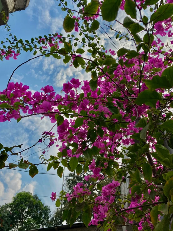 purple flowers in bloom growing next to a building