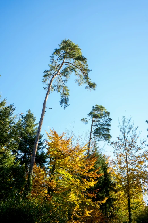 trees stand alone and surrounded by yellow and green leaves