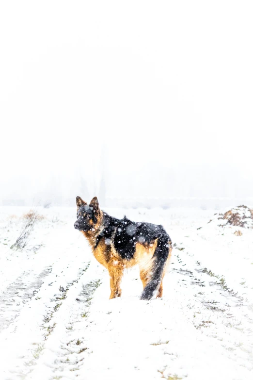 a dog standing in a snowy field with no snow