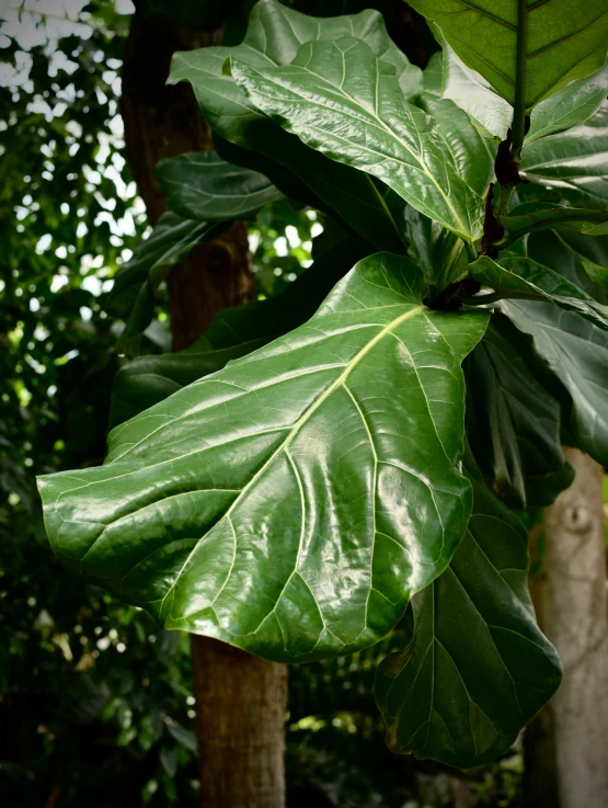 a green leaf hanging from the side of a tree