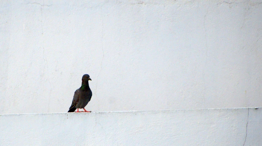 a bird sits on top of the ledge outside