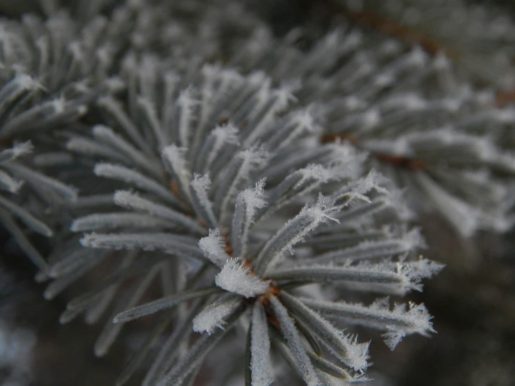 the texture of frozen nches with little snow