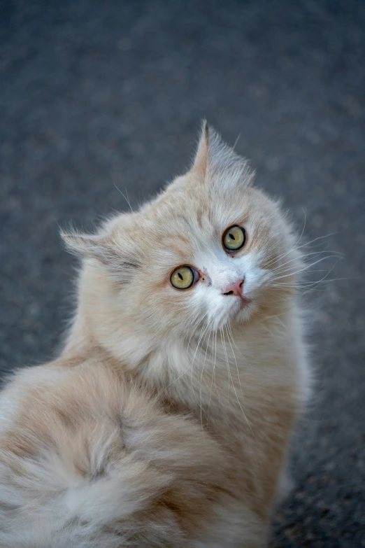 an orange cat with eyes and whiskers looks up into the air