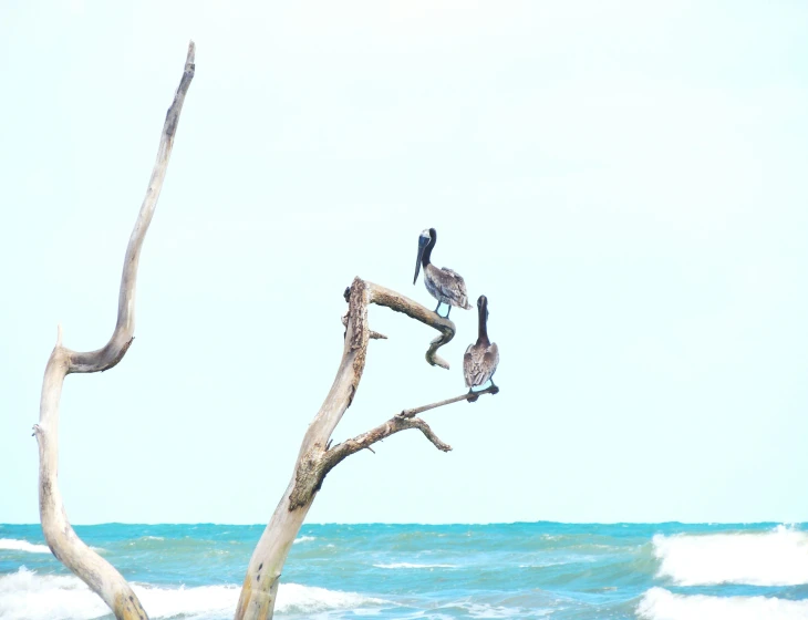 birds sit on a driftwood tree nch over the ocean