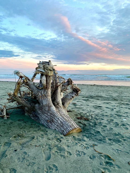 a tree in the sand at the beach