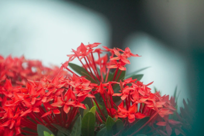 some pretty red flowers that are sitting in a vase