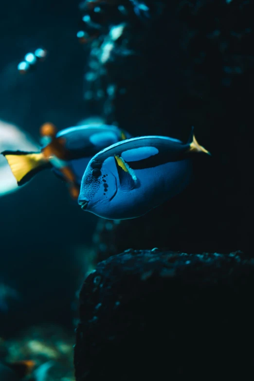 some colorful tropical fishes in an aquarium tank