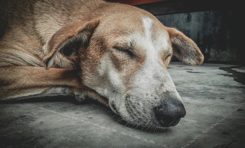 a large brown dog is laying on the concrete