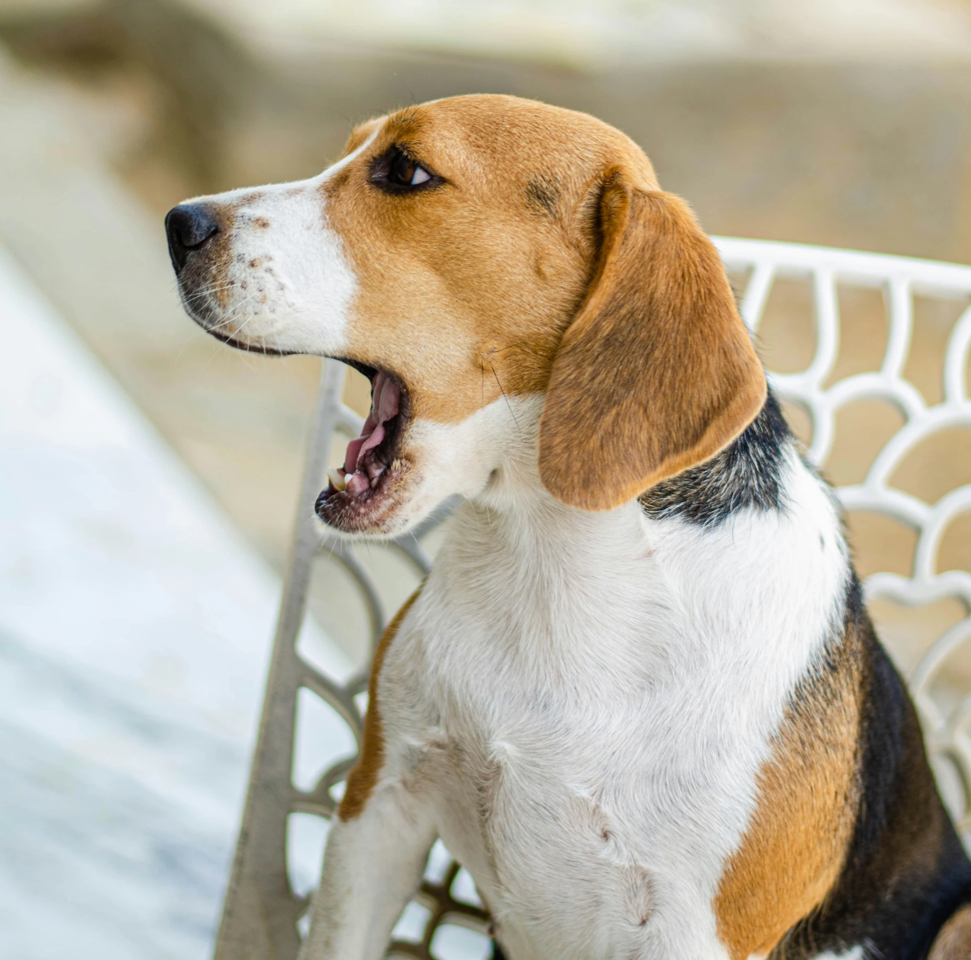 a dog sitting on a bench opening its mouth