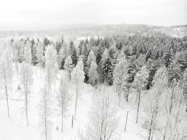 a snowy area that shows trees, snow covered ground, and snow