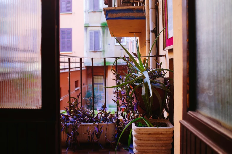 a houseplant is growing on a balcony