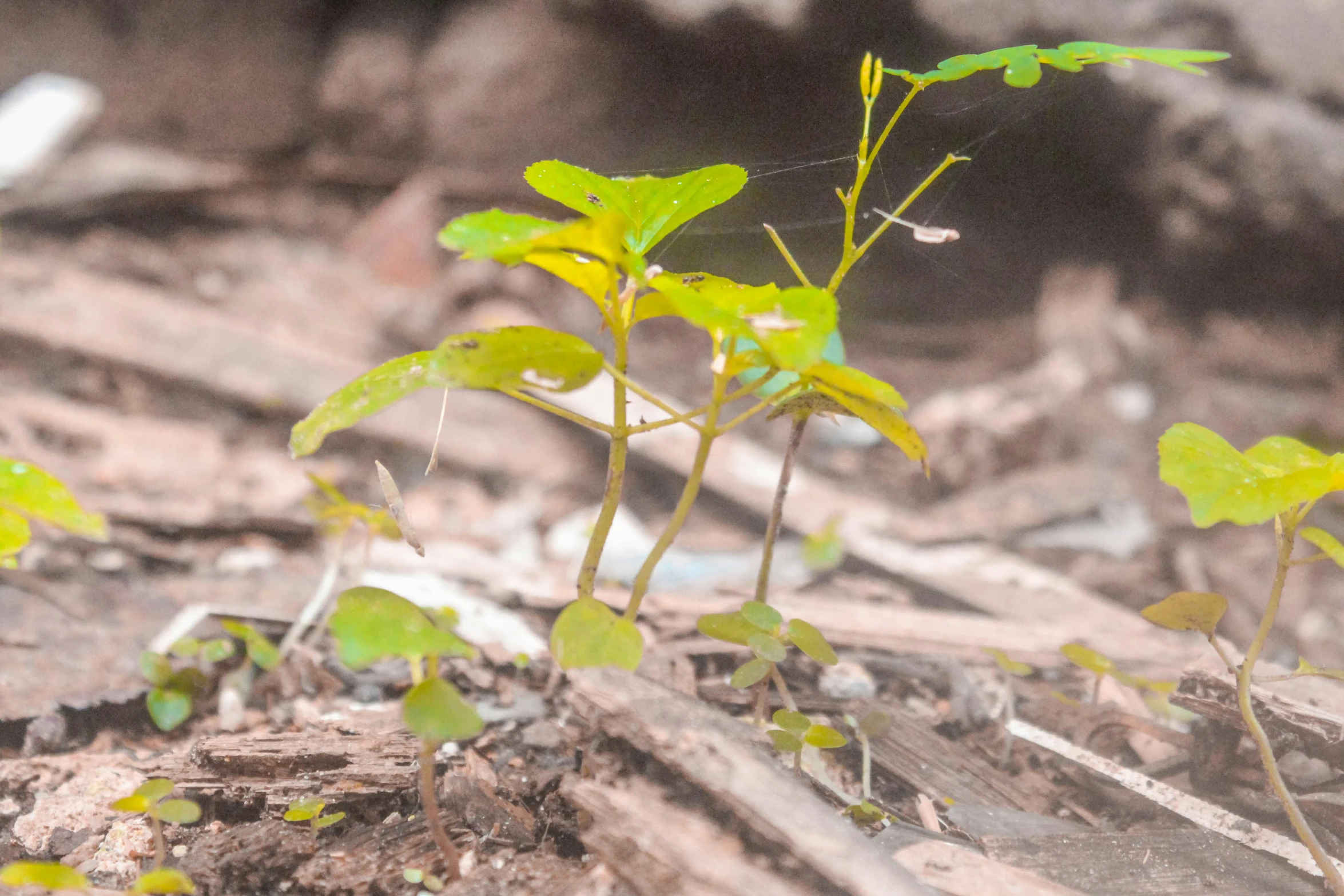 some small green plants that are growing in the dirt