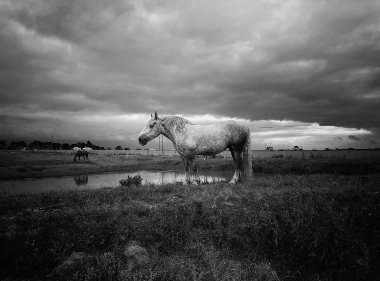 a horse standing in an open field under a cloudy sky