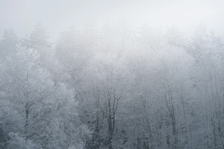 the trees are covered with snow during the cold