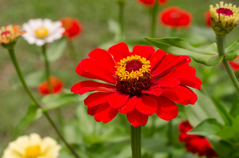 several different colored flowers together in a garden