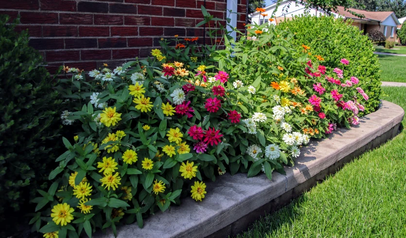 flowers growing in the corner of the sidewalk