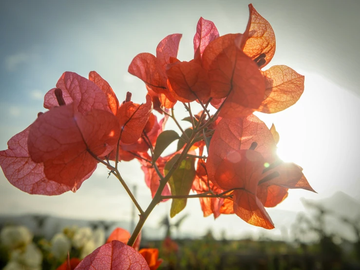 a small nch of bright red flowers on a sunny day