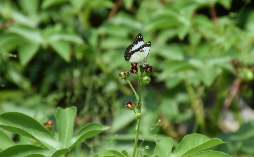 a erfly sits on top of some flowers