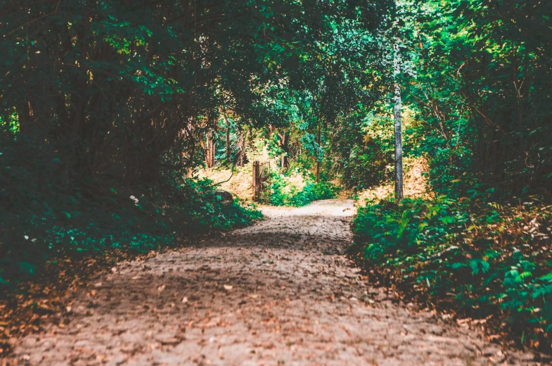 a dirt path in between two trees