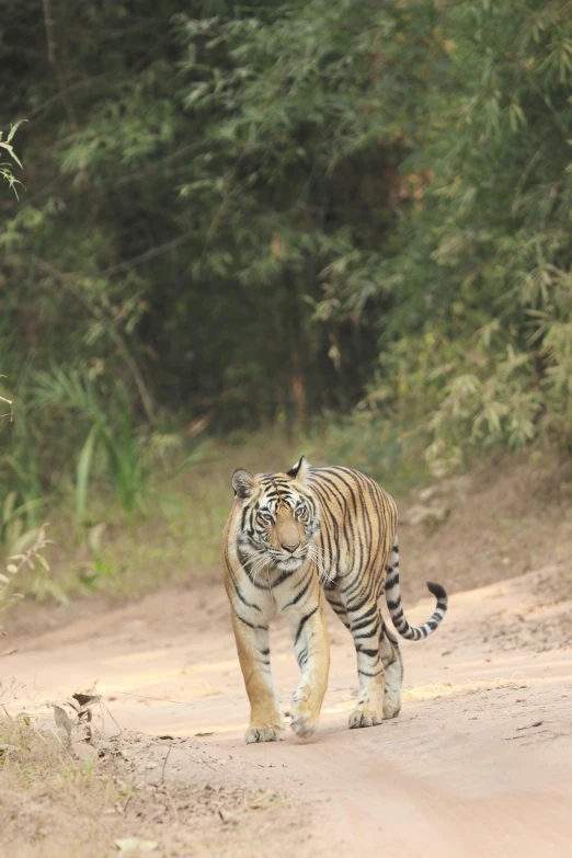 there is a small tiger walking along the dirt path