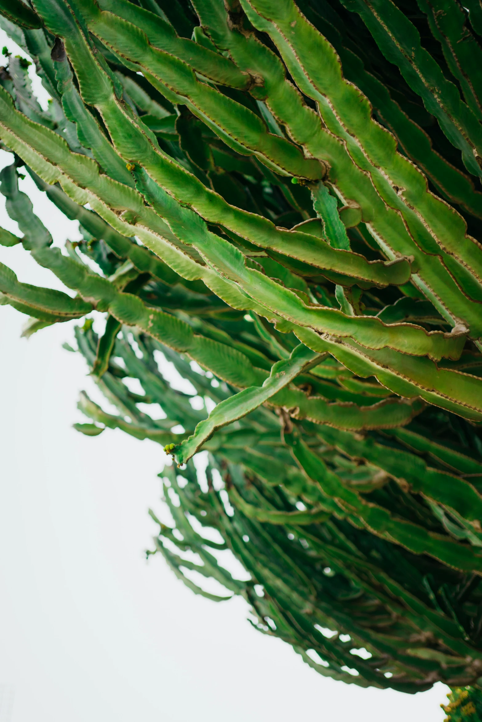 the plant is long green and grows on a stalk