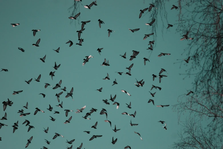 there are many birds flying in the sky