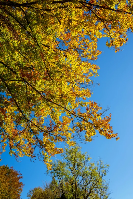 the airplane is flying in the bright blue sky