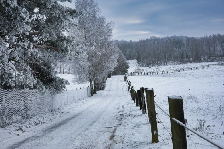 trees lining the road in winter with snow covered fields and fences