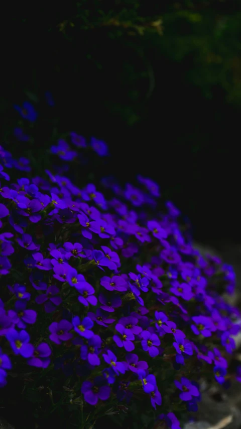 the blue flowers are growing outside by the stone