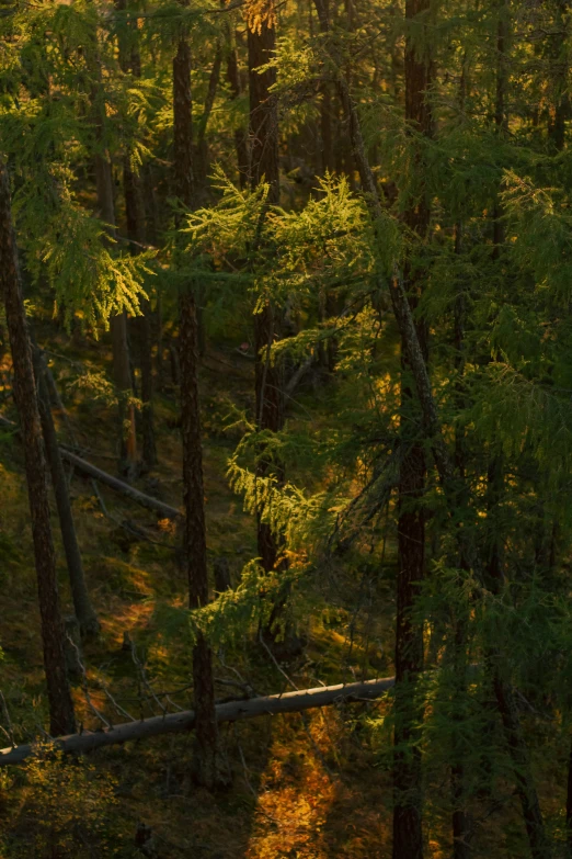 the sun shines through some trees in the woods