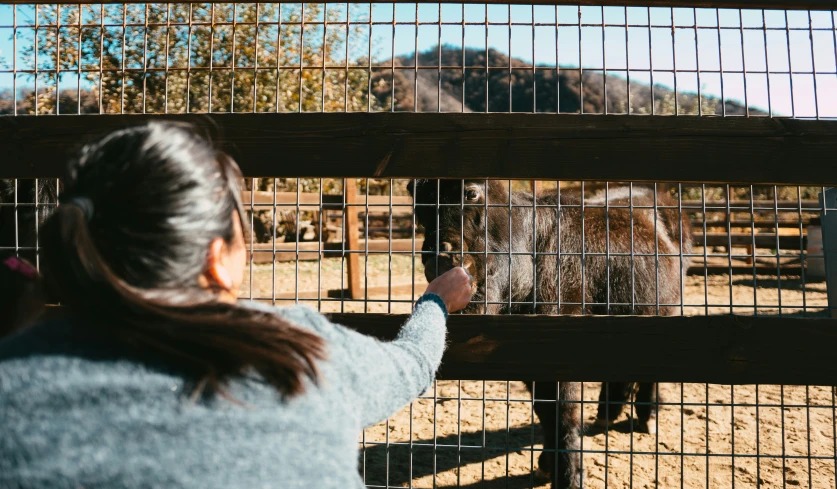 a woman feeding an animal through a fence