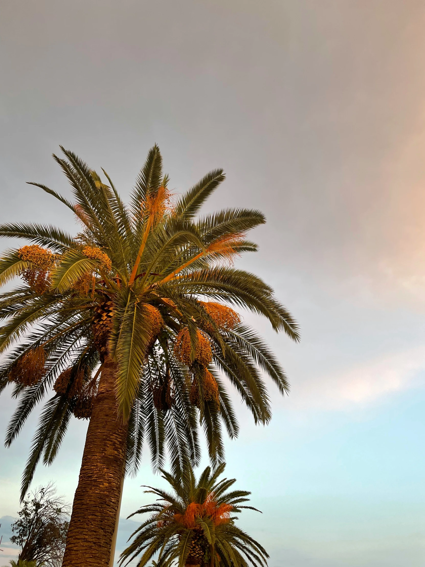 a palm tree on the beach is looking to the sky