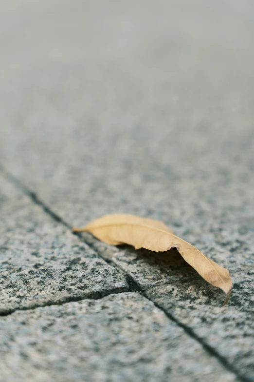 a single leaf is laying on the sidewalk