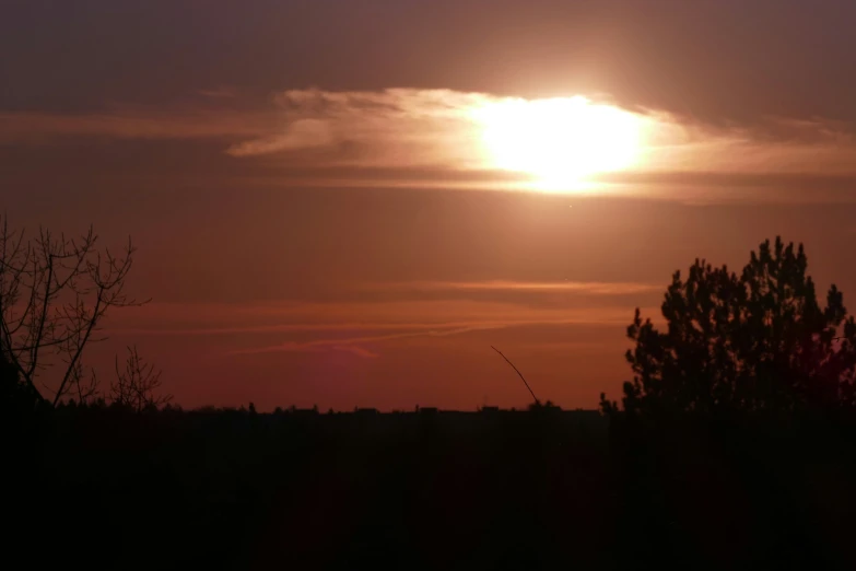 a large bird standing on top of a tree in the sky