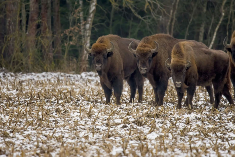 there are four bison standing by the edge of the field