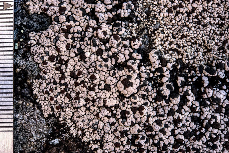 the ground is littered with dirt and dirt grains