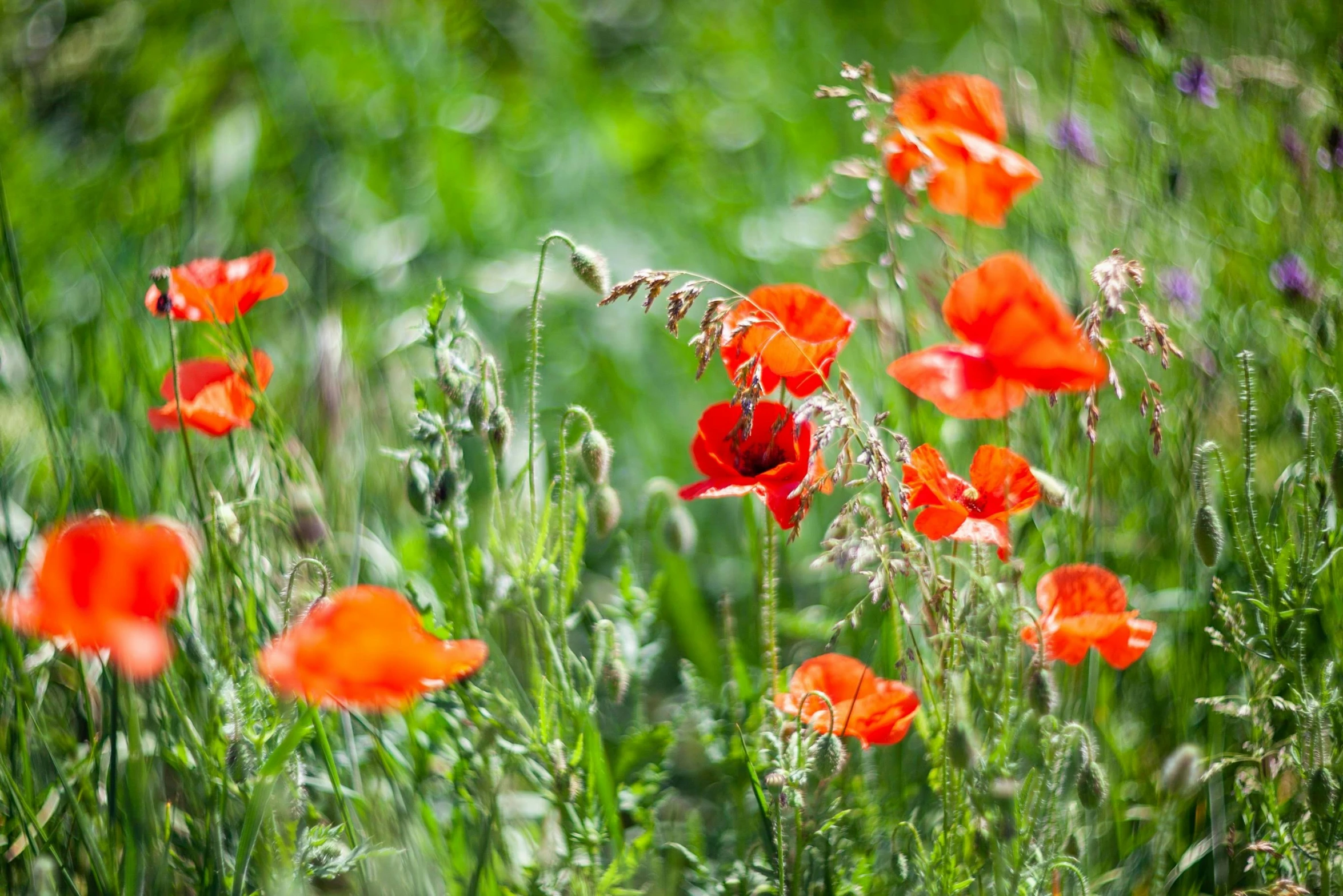 a bunch of red flowers are in the grass