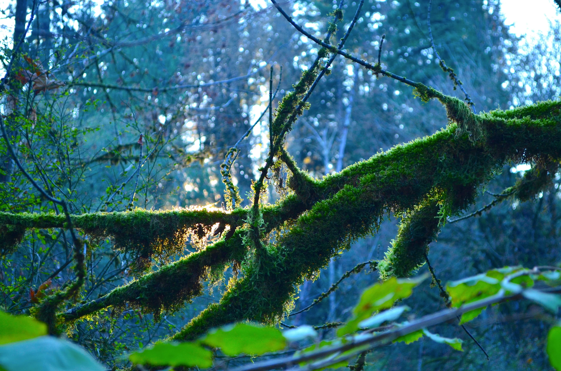 a mossy nch hanging from the side of a tree